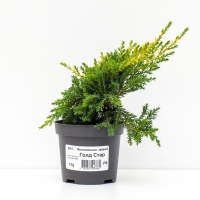 Можжевельник средний "Голд Стар", Р9, 1шт, h 3-20 см, Осень 2024