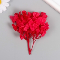 Сухоцвет "Гортензия" красный h=6-6,5 см Сухоцвет "Гортензия" красный h=6-6,5 см