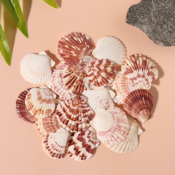 Ракушки природные декоративные Ракушки природные декоративные "Гребешок" набор 100 гр