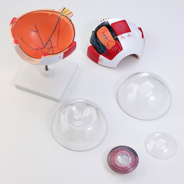 Макет Макет "Глаз человека" 21*14см