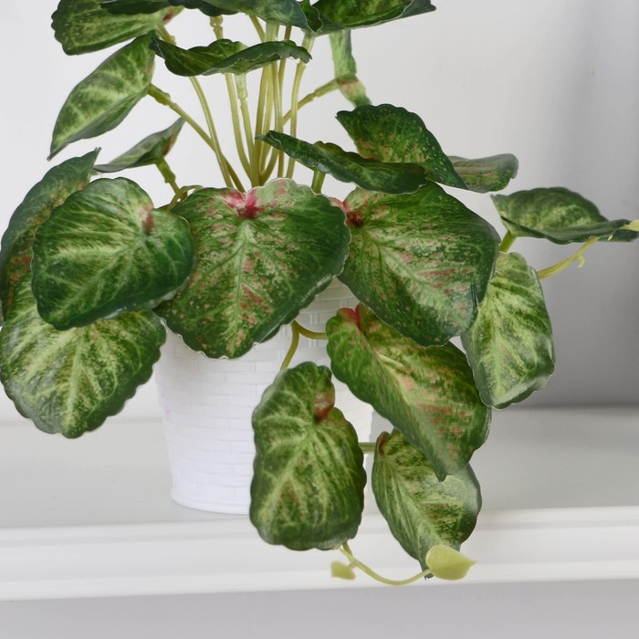 Бонсай в горшке "Сингониум манго" 9х17 см