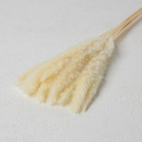 Сухоцвет &laquo;Камыш&raquo; набор 15 шт, цвет бежевый