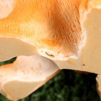 Садовая фигура "Бельчонок" 8х14х15см /// Садовая фигура "Бельчонок" 8х14х15см ///