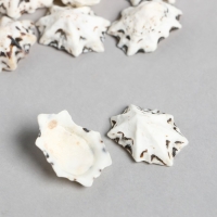 Ракушки декоративные "Zlatka" 100 г &plusmn; 5 г, 2.5 см