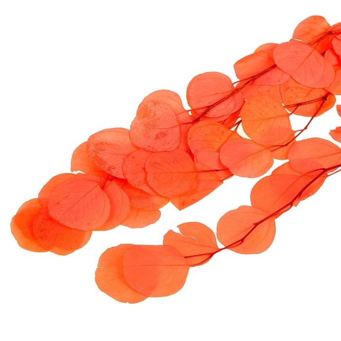 Сухоцвет персикого дерева, 50 г, длина &mdash; 70 см, цвет розовый