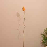 Сухоцвет на бамбуковом стебле 150 см оранжевый