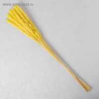 Сухоцвет &laquo;Камыш&raquo; набор 15 шт, цвет жёлтый