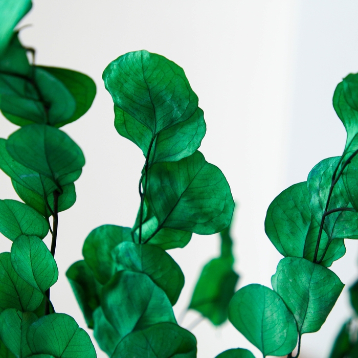 Сухоцвет персикого дерева, 50 г, длина &mdash; 70 см, цвет светло-зелёный