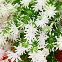 Букет "Ромашка римская" 26 см, бело-зелёный Букет "Ромашка римская" 26 см, бело-зелёный