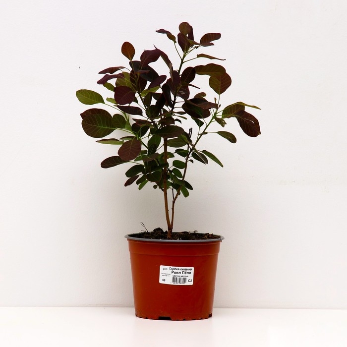 Скумпия кожевенная Роял Пёпл, горшок С2, 1 шт, Лето 2024 Скумпия кожевенная Роял Пёпл, горшок С2, 1 шт, Лето 2024