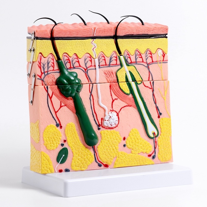 Макет Макет "кожный покров в разрезе" 21*4*20см