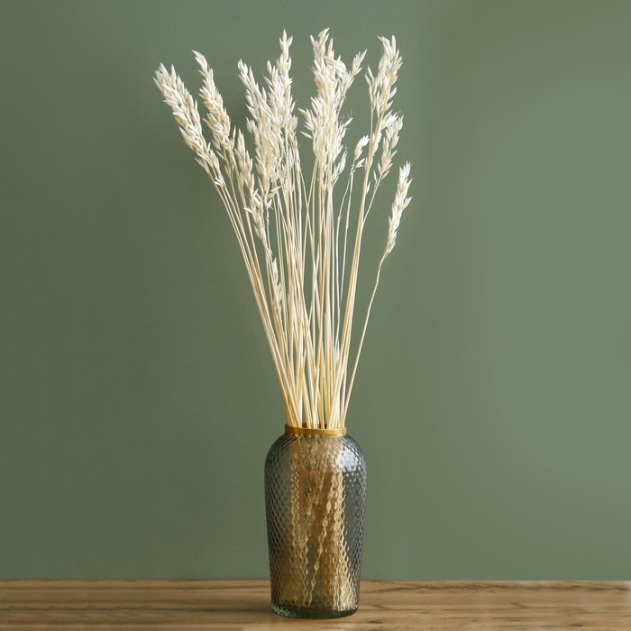 Сухоцвет «Овёс посевной», белый, 50 г в упаковке Сухоцвет «Овёс посевной», белый, 50 г в упаковке