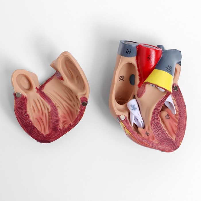 Макет Макет "Грудь человека изнутри" разборный 27*20*11см