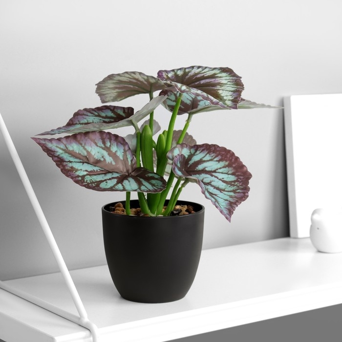 Бонсай в горшке "Каладиум премиум экстра" 21х10 см, микс