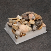 Набор "Аммониты" Набор "Аммониты"