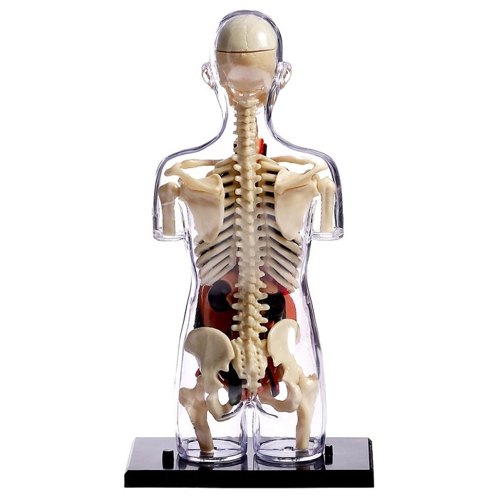 Набор для опытов «Строение тела», беременная женщина Набор для опытов «Строение тела», беременная женщина