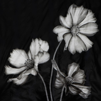 Штора для ванны Доляна &laquo;Герберы&raquo;, 180&times;180 см, EVA