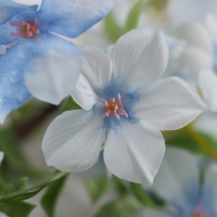 Цветы искусственные "Свинчатка плюмбаго" 87 см, голубой Цветы искусственные "Свинчатка плюмбаго" 87 см, голубой