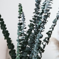 Сухоцвет &laquo;Эвкалиптовое дерево&raquo;, зелёный, 10 шт. в упаковке