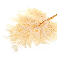 Сухоцвет &laquo;Папоротник&raquo;, жёлтый, 10 шт. в упаковке