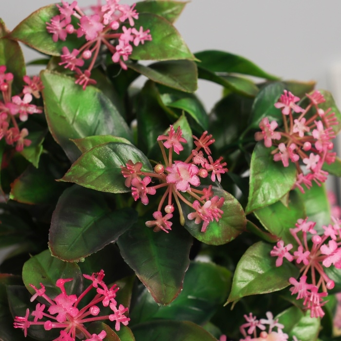 Бонсай в горшке "Хойя премиум" 23х10 см, микс