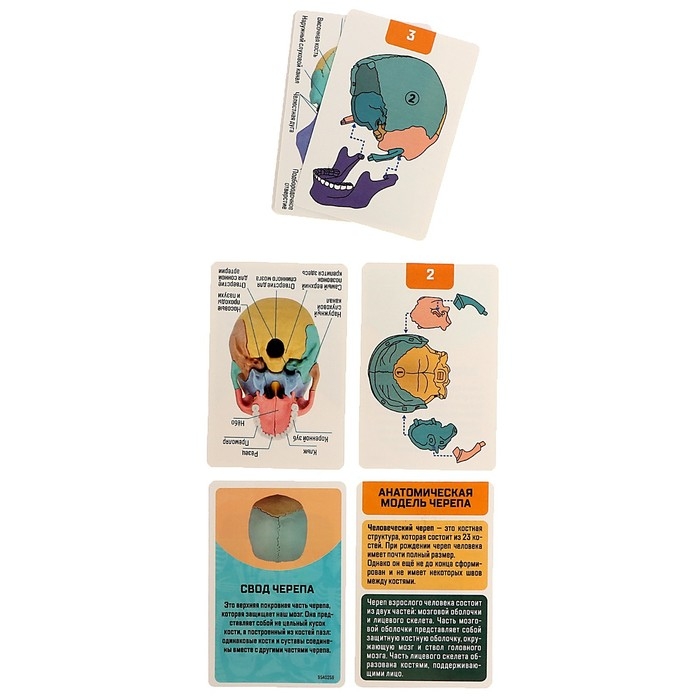 Набор для опытов «Череп человека», анатомическая модель Набор для опытов «Череп человека», анатомическая модель