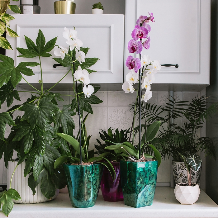 Горшок для орхидей, 2 л, 12,5 &times; 19,5 см, пластик, прозрачно-бирюзовый