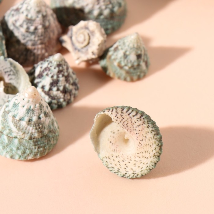 Ракушки природные декоративные "Дракон" набор 100 гр