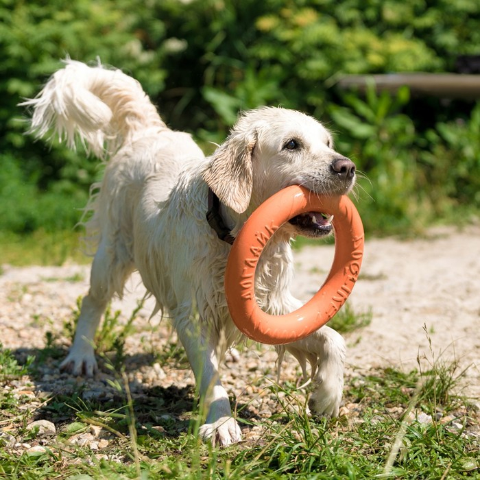 Кольцо Кольцо "ДогЛайк" D-2611, 8-мигранное, большое, ⌀ 30,5 см
