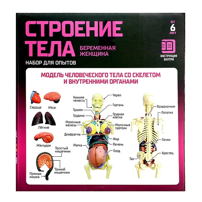 Набор для опытов «Строение тела», беременная женщина Набор для опытов «Строение тела», беременная женщина
