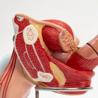 Макет "Половые органы мужчины" 18*14*18см Макет "Половые органы мужчины" 18*14*18см