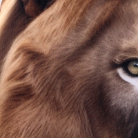 Антистресс подушка &laquo;Лев&raquo;