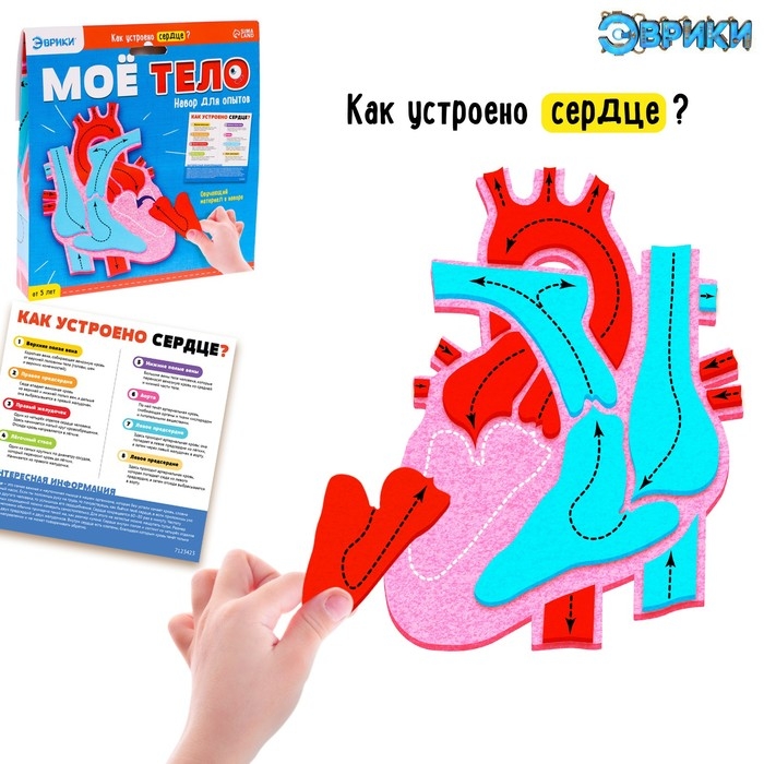 Набор для опытов &laquo;Моё тело&raquo;, сердце