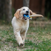 Игрушка "Сердечко с канатом", 7 см, голубое Игрушка "Сердечко с канатом", 7 см, голубое