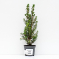 Ель канадская "Коника Децембр", Р9, 1шт, h 3-20 см, Осень 2024