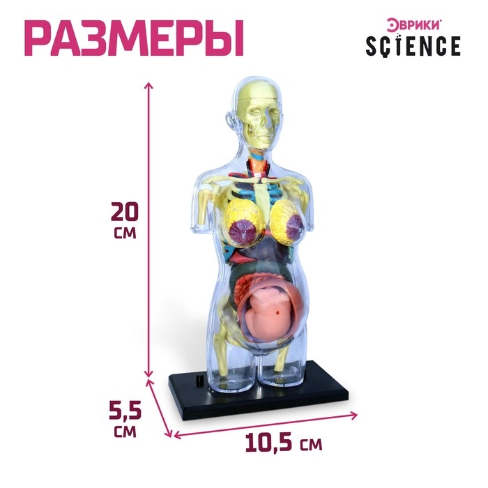 Набор для опытов «Строение тела», беременная женщина Набор для опытов «Строение тела», беременная женщина