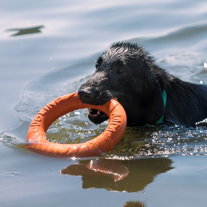 Кольцо Кольцо "ДогЛайк" D-2611, 8-мигранное, большое, ⌀ 30,5 см