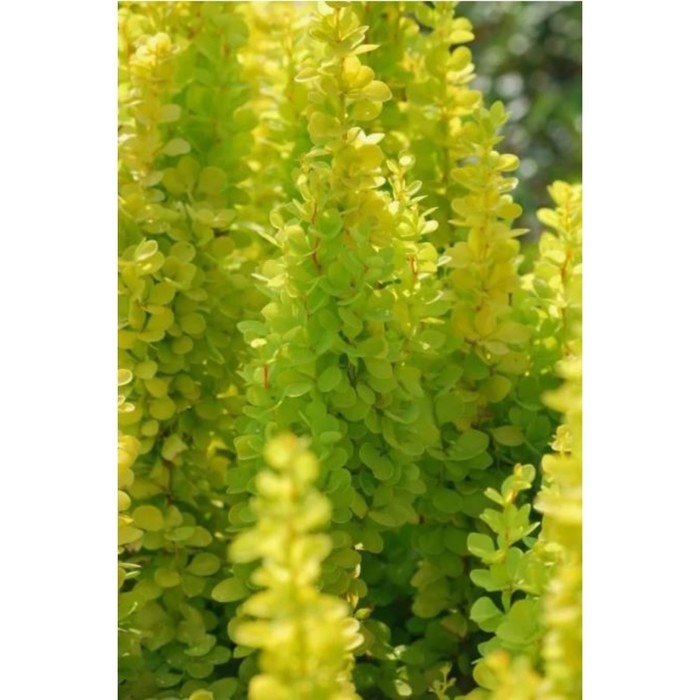 Барбарис Тунберга Голден Точ, горшок С2, 1 шт, Лето 2024 Барбарис Тунберга Голден Точ, горшок С2, 1 шт, Лето 2024