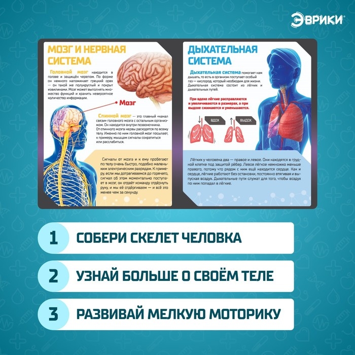 Набор для опытов «Скелет человека» Набор для опытов «Скелет человека»