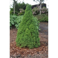 Ель канадская "Коника Децембр", Р9, 1шт, h 3-20 см, Осень 2024