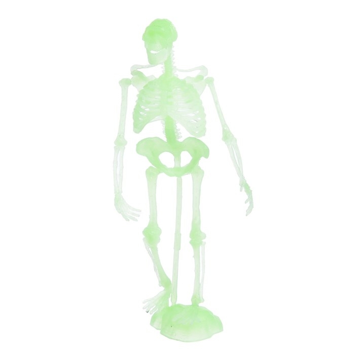 Набор для опытов &laquo;Тело человека&raquo;, светится в темноте