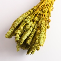 Набор сухоцветов "Железница", банч длина 35 (+/- 6 см), фисташковый