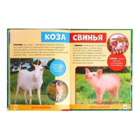 Фотоэнциклопедия для детей «В мире животных», 48 стр. Фотоэнциклопедия для детей «В мире животных», 48 стр.