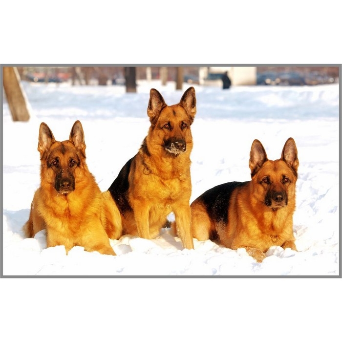 Алмазная мозаика без подрамника &laquo;Три друга&raquo;, 50 &times; 30 см, 37 цветов