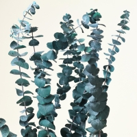 Сухоцвет &laquo;Эвкалиптовое дерево&raquo;, голубой, 10 шт. в упаковке