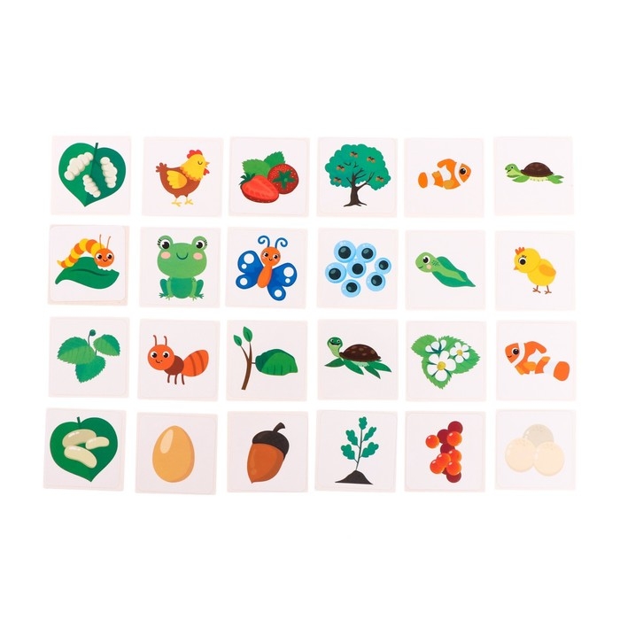 Развивающий набор &laquo;Эволюция&raquo;, животные, растения, насекомые