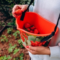 Ёмкость для сбора ягод, 3 л, «Красная смородина», красная Ёмкость для сбора ягод, 3 л, «Красная смородина», красная