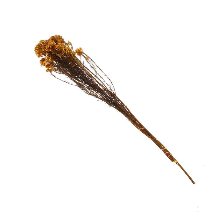 Сухоцвет &laquo;Озотамнус&raquo; 60 г, цвет оранжевый