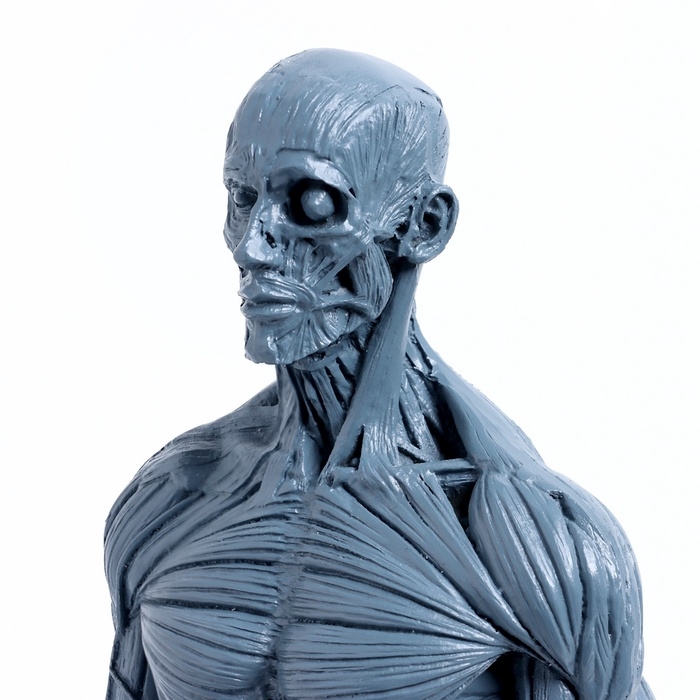 Макет Макет "Тело человека" 29см