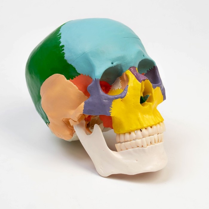 Макет Макет "Череп человека" цветной, 20*15*18см